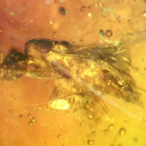 Genuine Baltic Amber with Insect for Sale #19