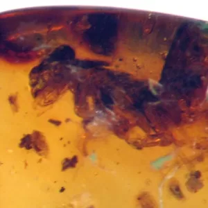 Genuine Baltic Amber with Insect for Sale #28