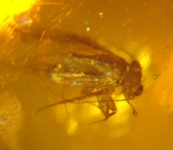 Genuine Baltic Amber with Insect for Sale #64