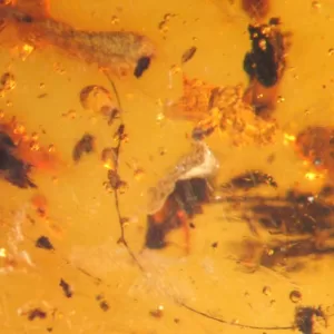 Genuine Baltic Amber with Insect for Sale #66