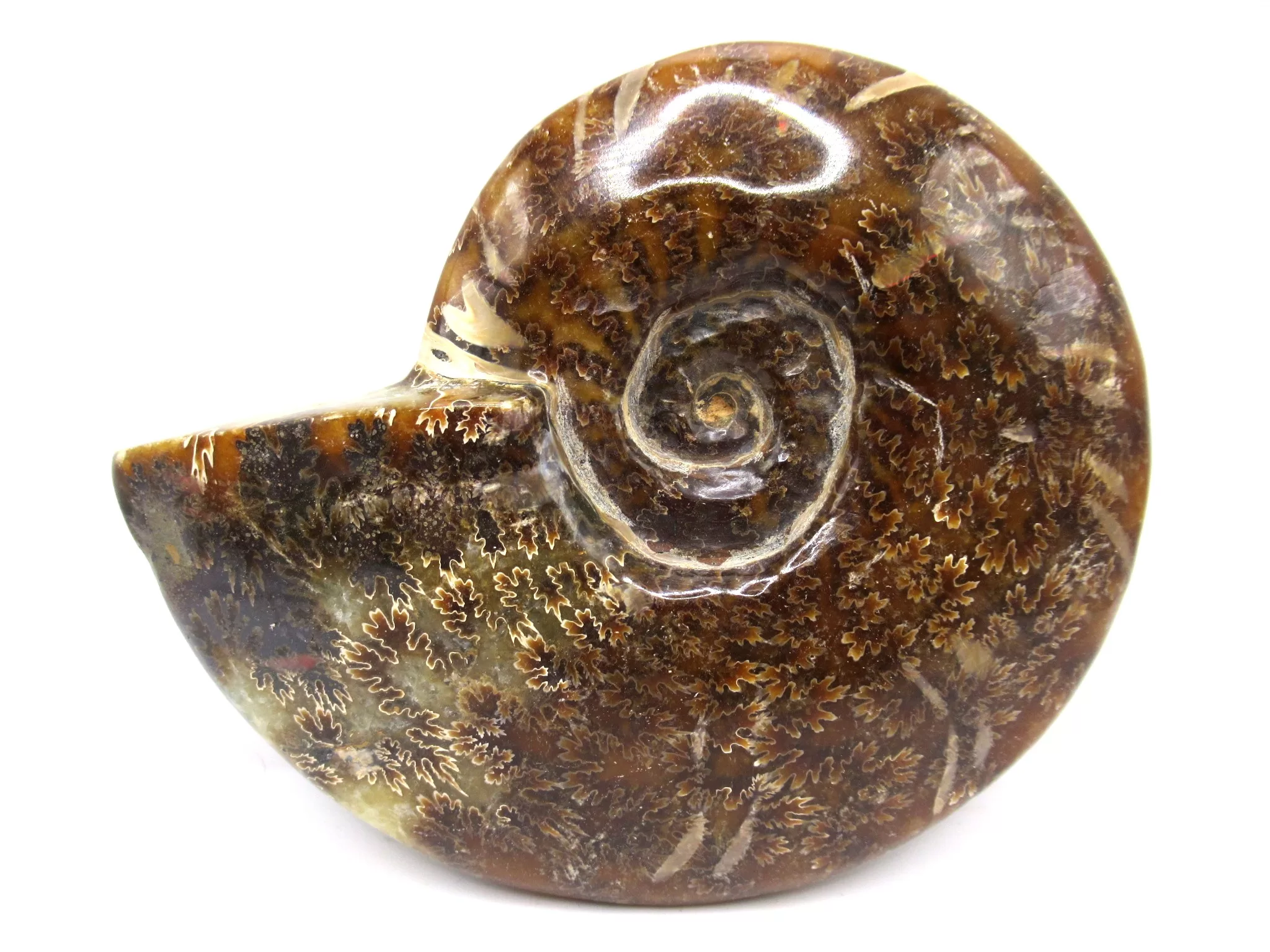 madagascar cretaceous cleoniceras ammonite 10 | Fossils for Sale Genuine Cretaceous Age Cleoniceras Ammonite Fossils for Sale from Madagascar #10