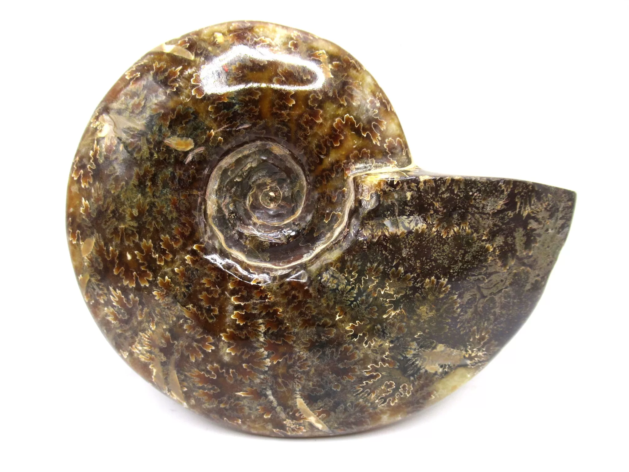 madagascar cretaceous cleoniceras ammonite 10a | Fossils for Sale Genuine Cretaceous Age Cleoniceras Ammonite Fossils for Sale from Madagascar #10a