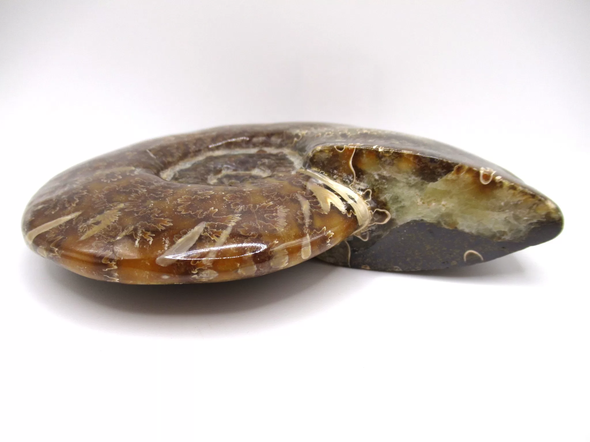 madagascar cretaceous cleoniceras ammonite 10b | Fossils for Sale Genuine Cretaceous Age Cleoniceras Ammonite Fossils for Sale from Madagascar #10b