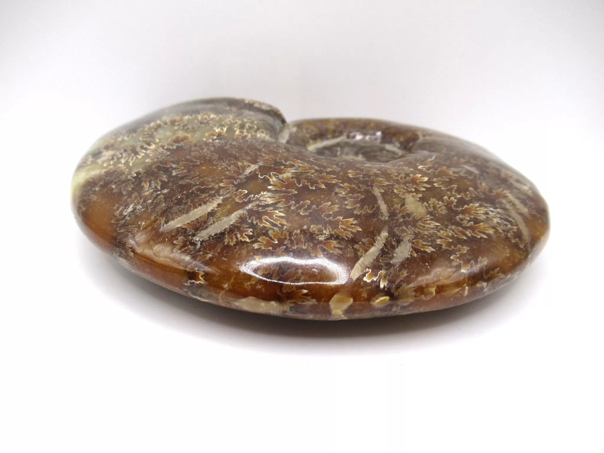 madagascar cretaceous cleoniceras ammonite 10c | Fossils for Sale Genuine Cretaceous Age Cleoniceras Ammonite Fossils for Sale from Madagascar #10c