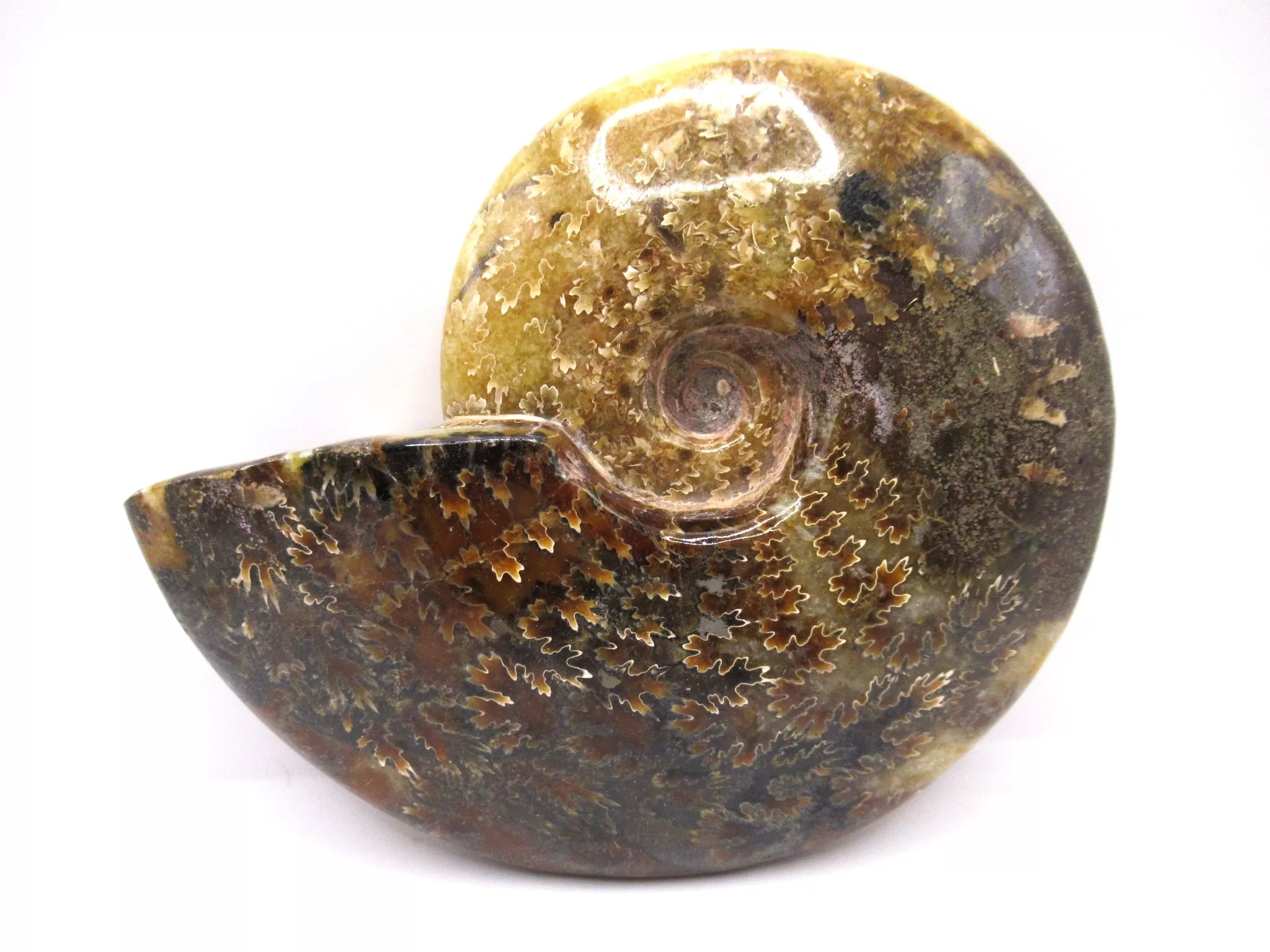 madagascar cretaceous cleoniceras ammonite 11 | Fossils for Sale Genuine Cretaceous Age Cleoniceras Ammonite Fossils for Sale from Madagascar #11