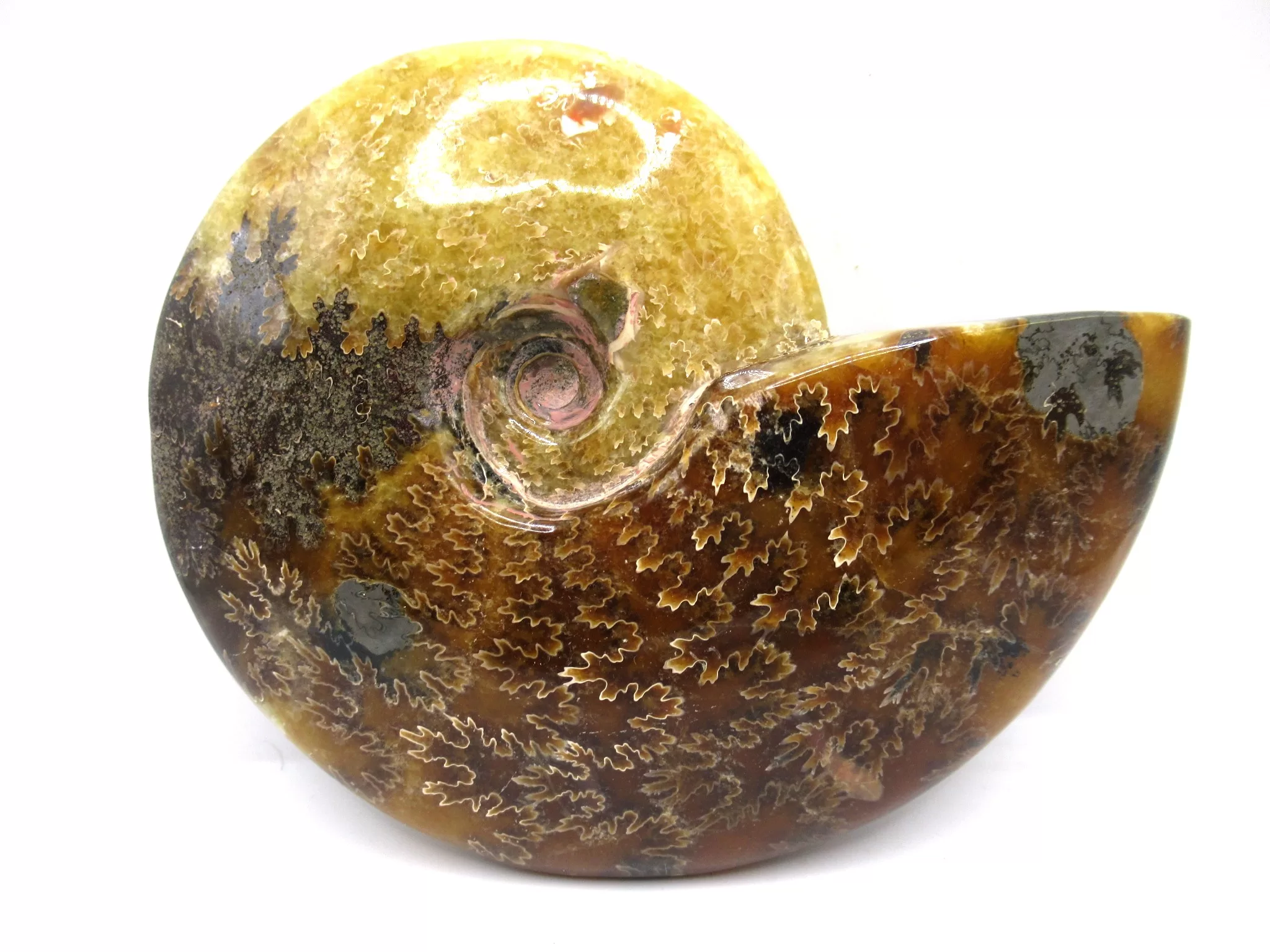 madagascar cretaceous cleoniceras ammonite 11a | Fossils for Sale Genuine Cretaceous Age Cleoniceras Ammonite Fossils for Sale from Madagascar #11a