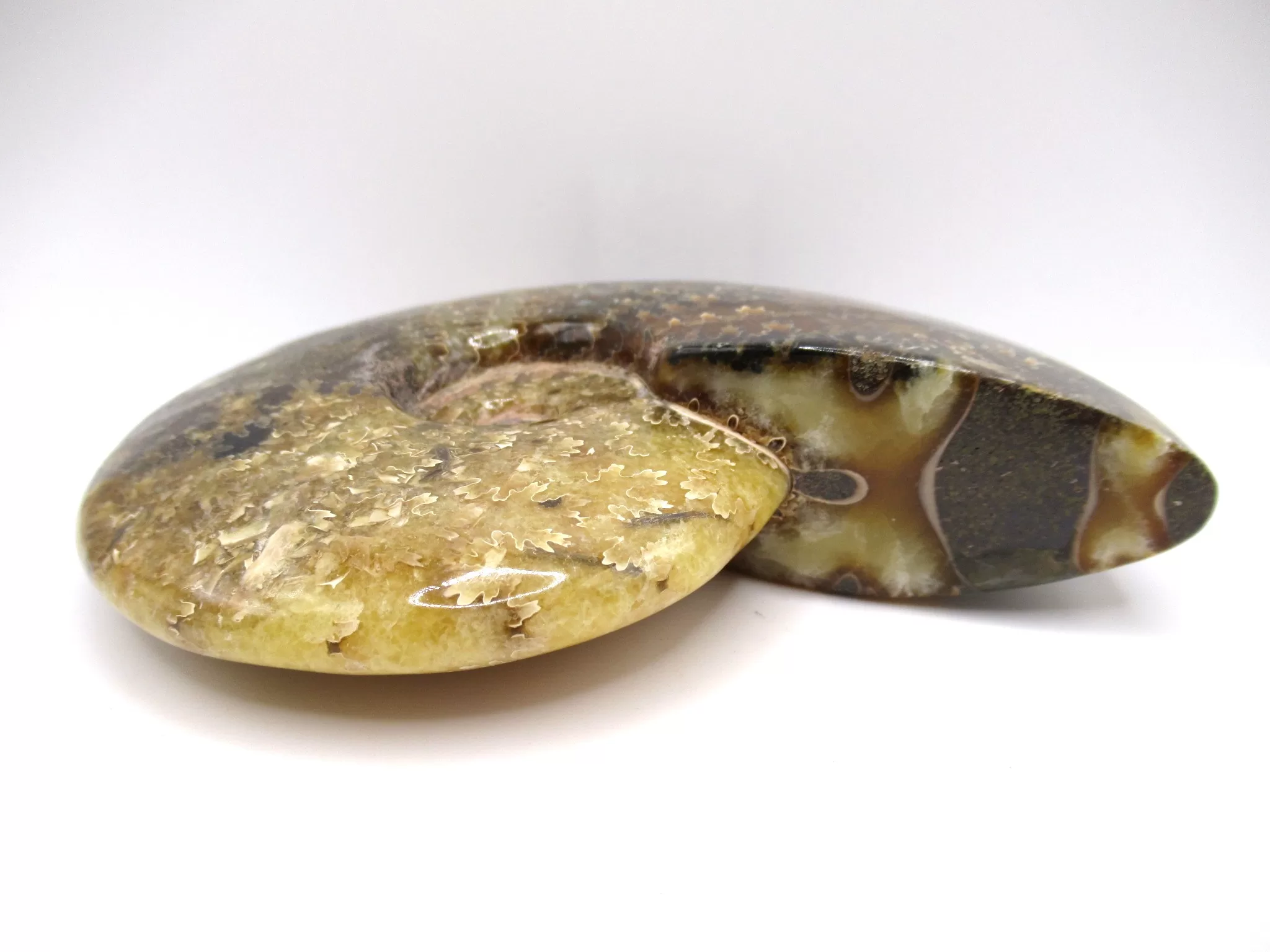 madagascar cretaceous cleoniceras ammonite 11b | Fossils for Sale Genuine Cretaceous Age Cleoniceras Ammonite Fossils for Sale from Madagascar #11b