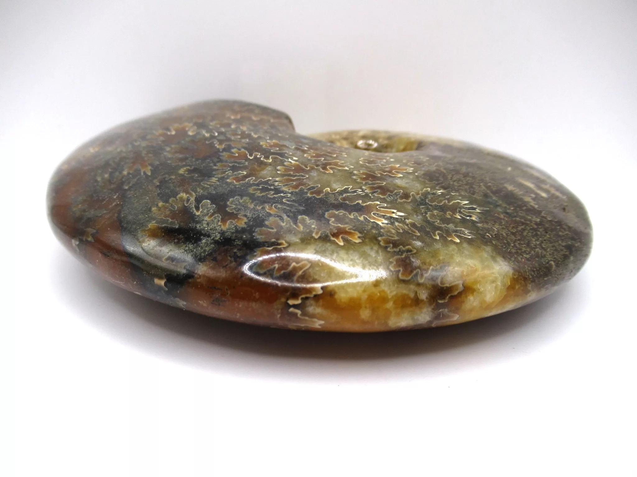 madagascar cretaceous cleoniceras ammonite 11c | Fossils for Sale Genuine Cretaceous Age Cleoniceras Ammonite Fossils for Sale from Madagascar #11c