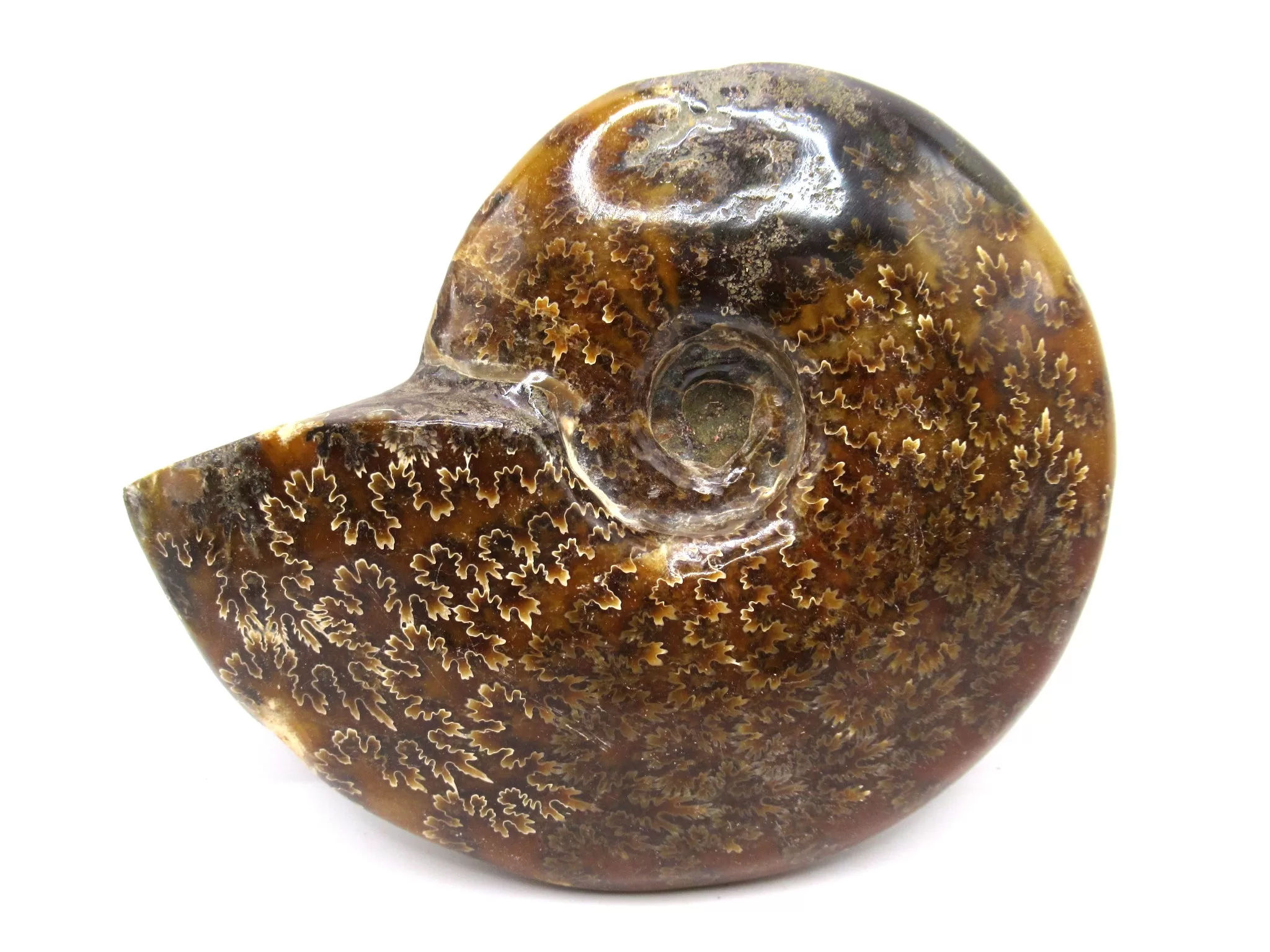 madagascar cretaceous cleoniceras ammonite 16 | Fossils for Sale Genuine Cretaceous Age Cleoniceras Ammonite Fossils for Sale from Madagascar #16