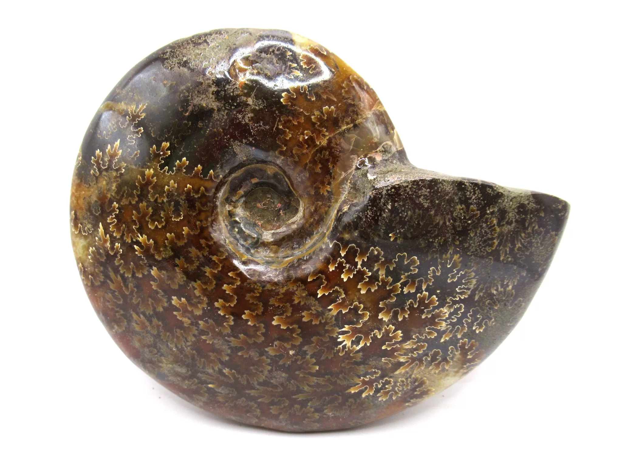 madagascar cretaceous cleoniceras ammonite 16a | Fossils for Sale Genuine Cretaceous Age Cleoniceras Ammonite Fossils for Sale from Madagascar #16a