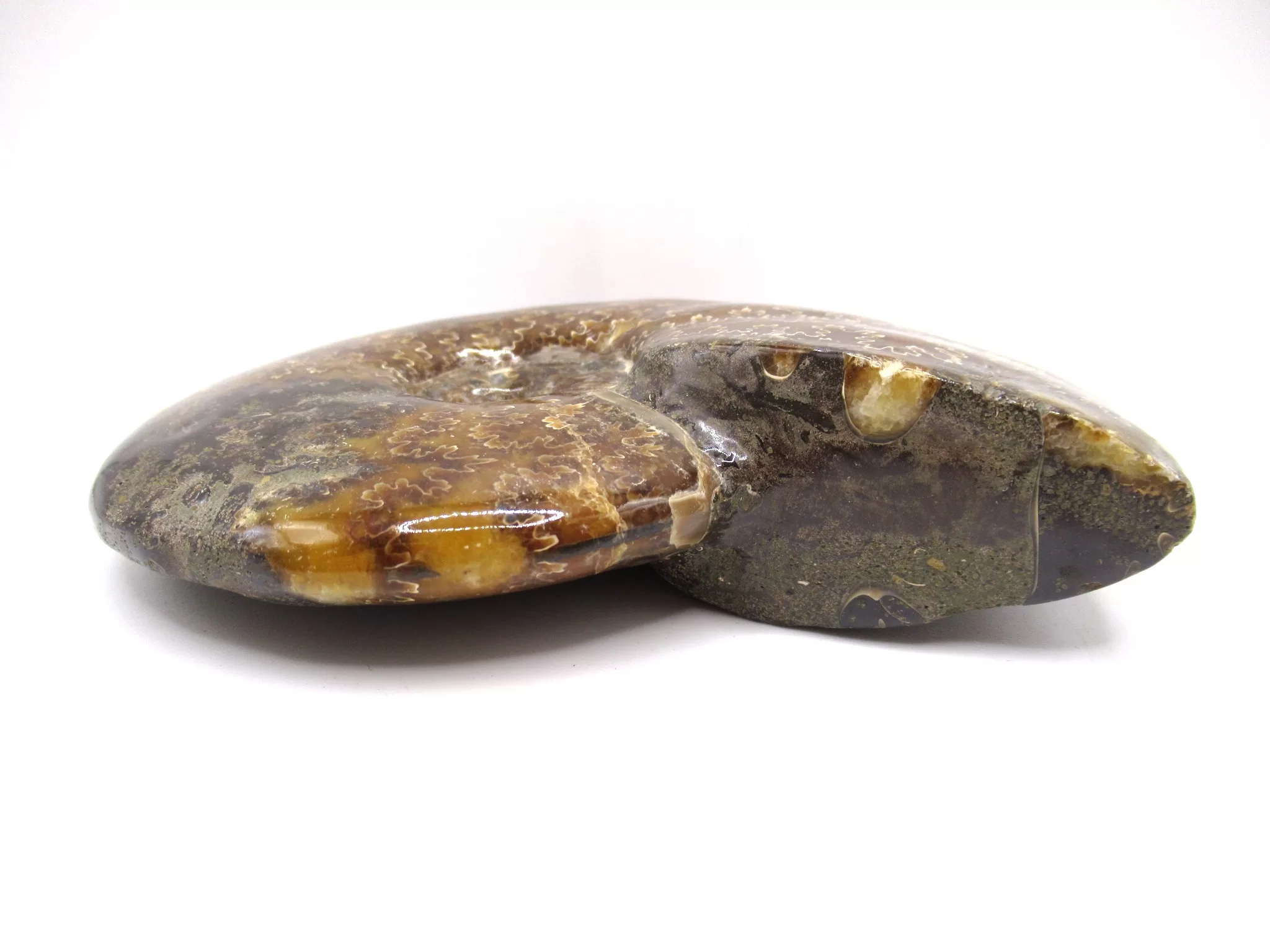 madagascar cretaceous cleoniceras ammonite 16b | Fossils for Sale Genuine Cretaceous Age Cleoniceras Ammonite Fossils for Sale from Madagascar #16b