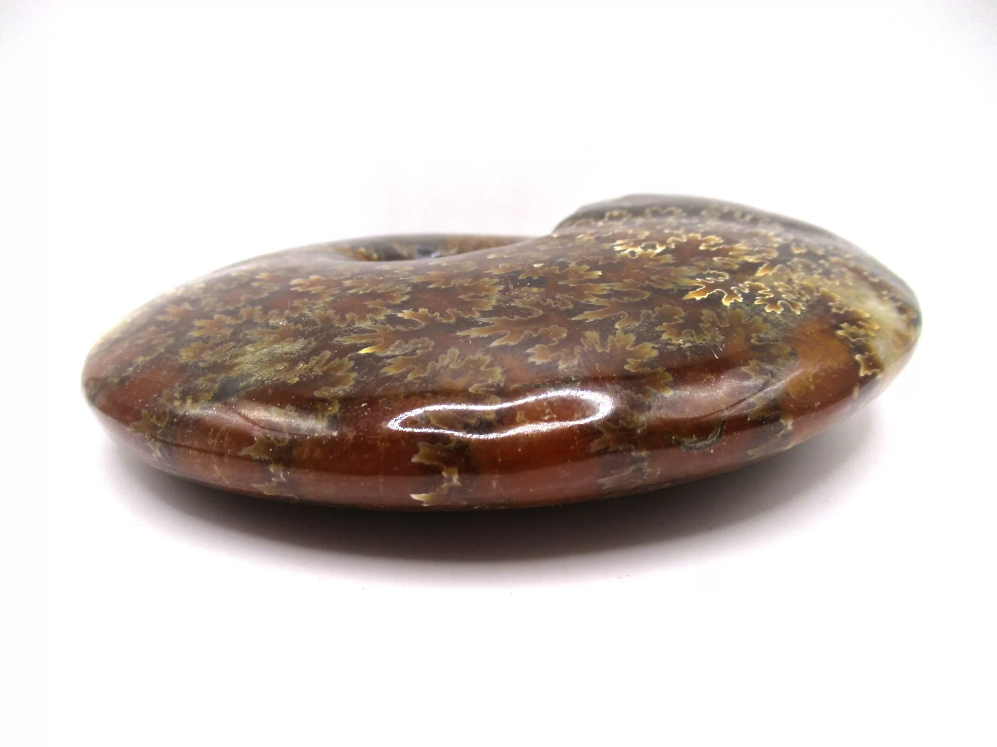 madagascar cretaceous cleoniceras ammonite 16c | Fossils for Sale Genuine Cretaceous Age Cleoniceras Ammonite Fossils for Sale from Madagascar #16c