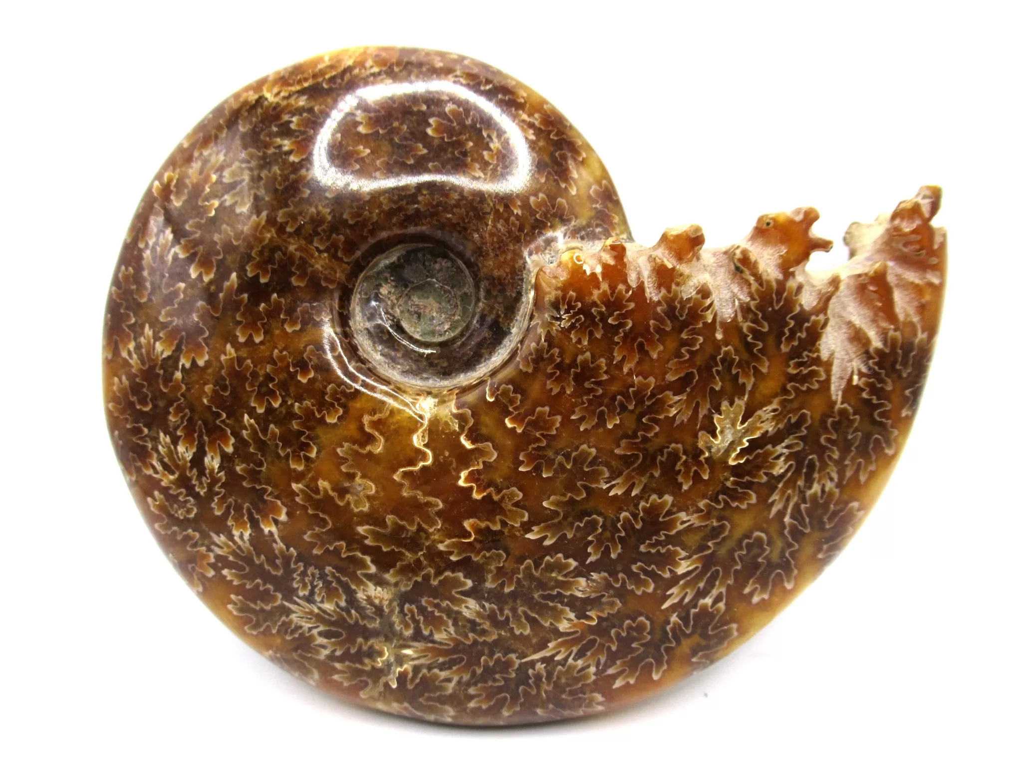 madagascar cretaceous cleoniceras ammonite 1a | Fossils for Sale Genuine Cretaceous Age Cleoniceras Ammonite Fossils for Sale from Madagascar #1a