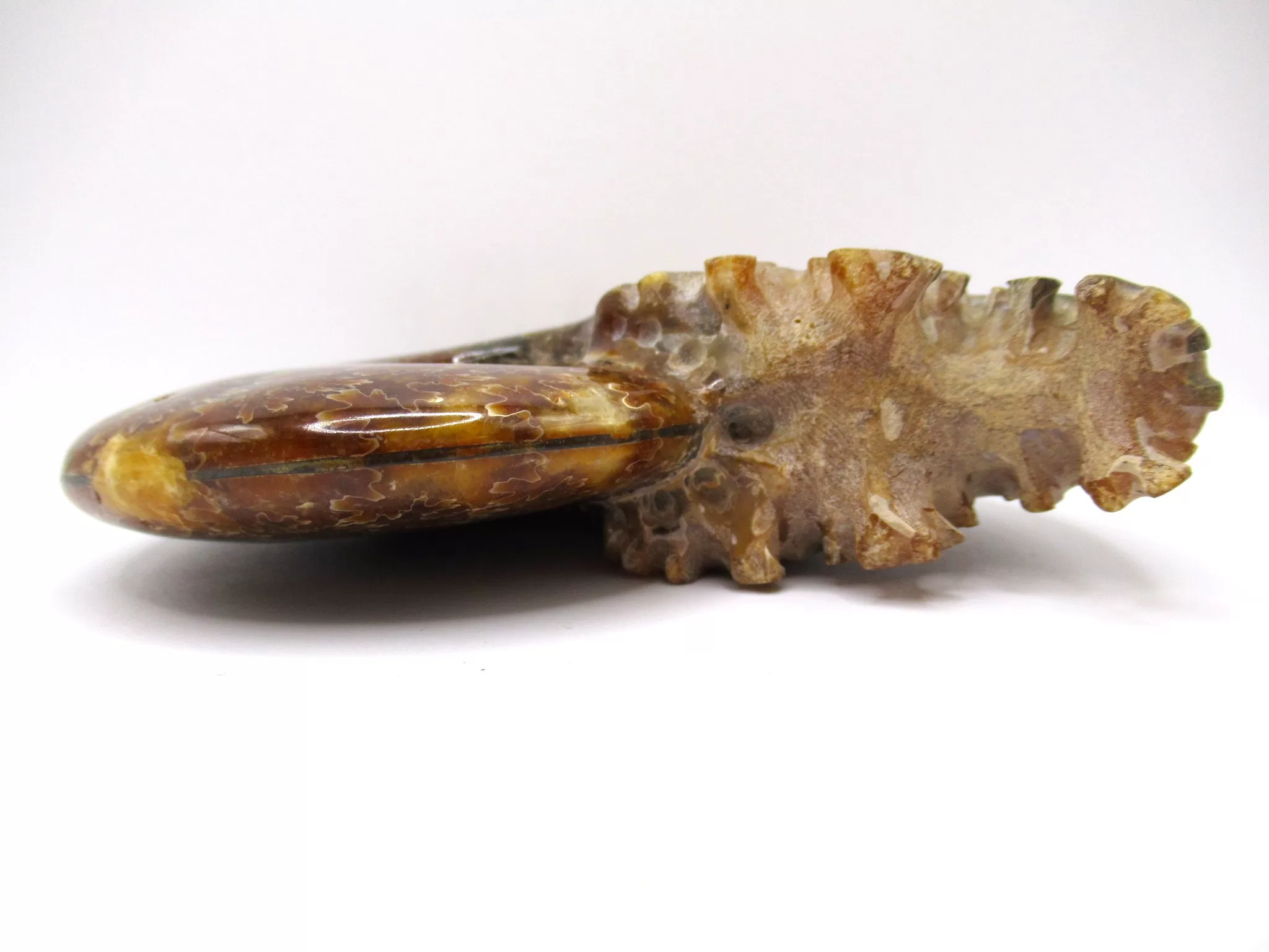 madagascar cretaceous cleoniceras ammonite 1b | Fossils for Sale Genuine Cretaceous Age Cleoniceras Ammonite Fossils for Sale from Madagascar #1b