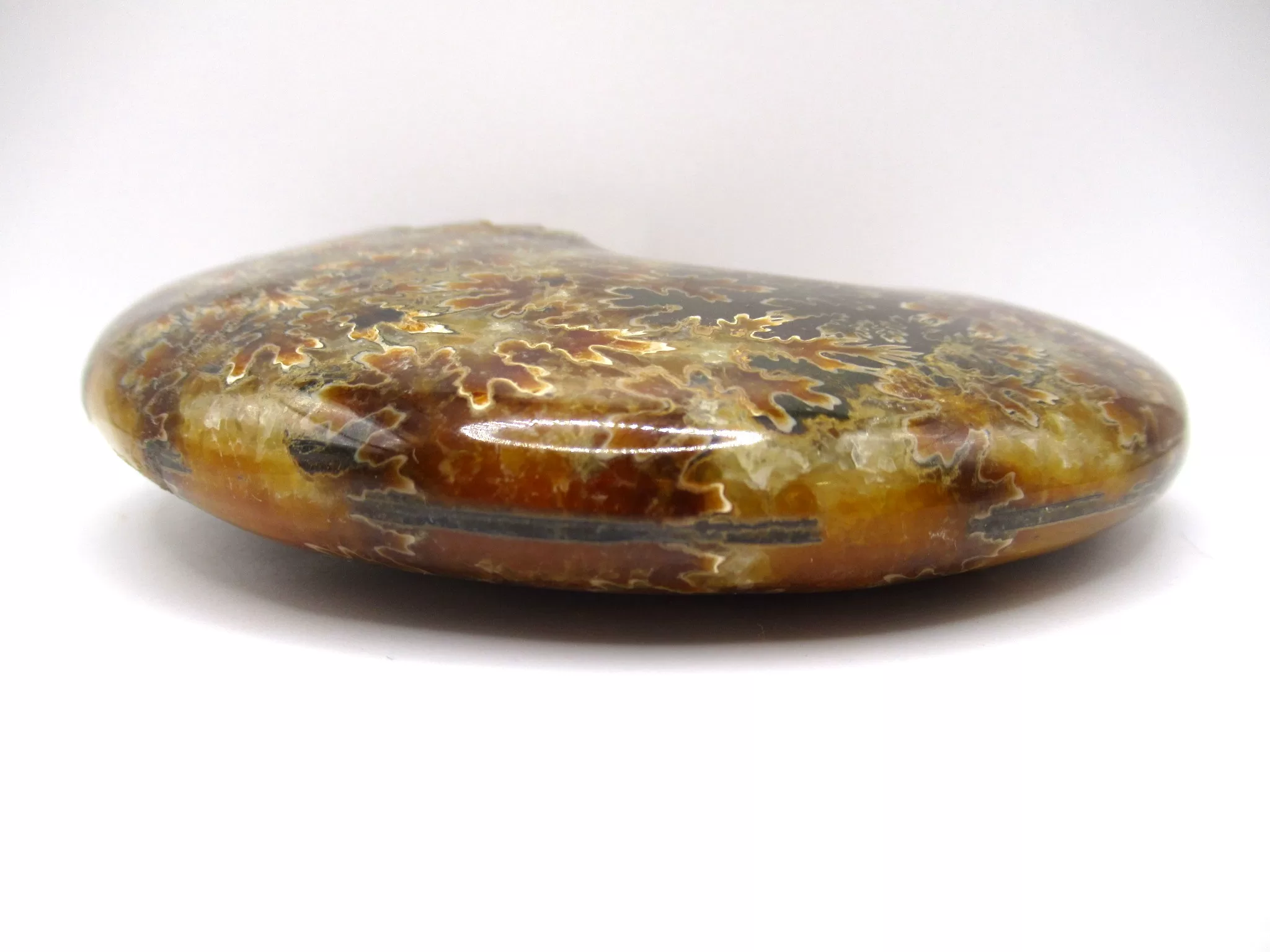 madagascar cretaceous cleoniceras ammonite 1c | Fossils for Sale Genuine Cretaceous Age Cleoniceras Ammonite Fossils for Sale from Madagascar #1c