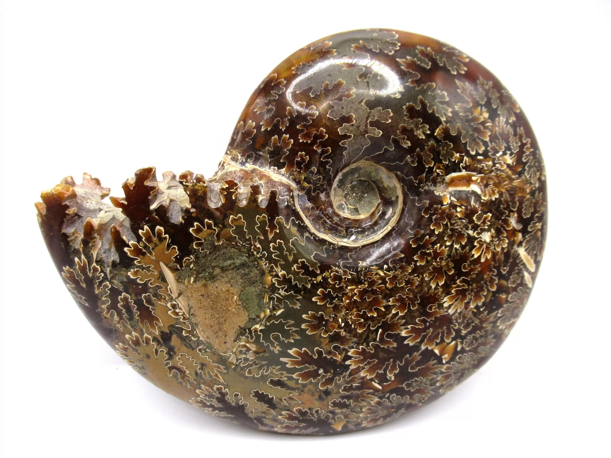 madagascar cretaceous cleoniceras ammonite 2 | Fossils for Sale Genuine Cretaceous Age Cleoniceras Ammonite Fossils for Sale from Madagascar #2