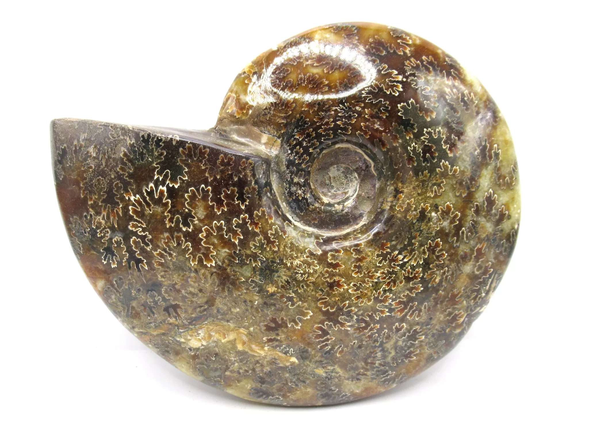 madagascar cretaceous cleoniceras ammonite 20 | Fossils for Sale Genuine Cretaceous Age Cleoniceras Ammonite Fossils for Sale from Madagascar #20