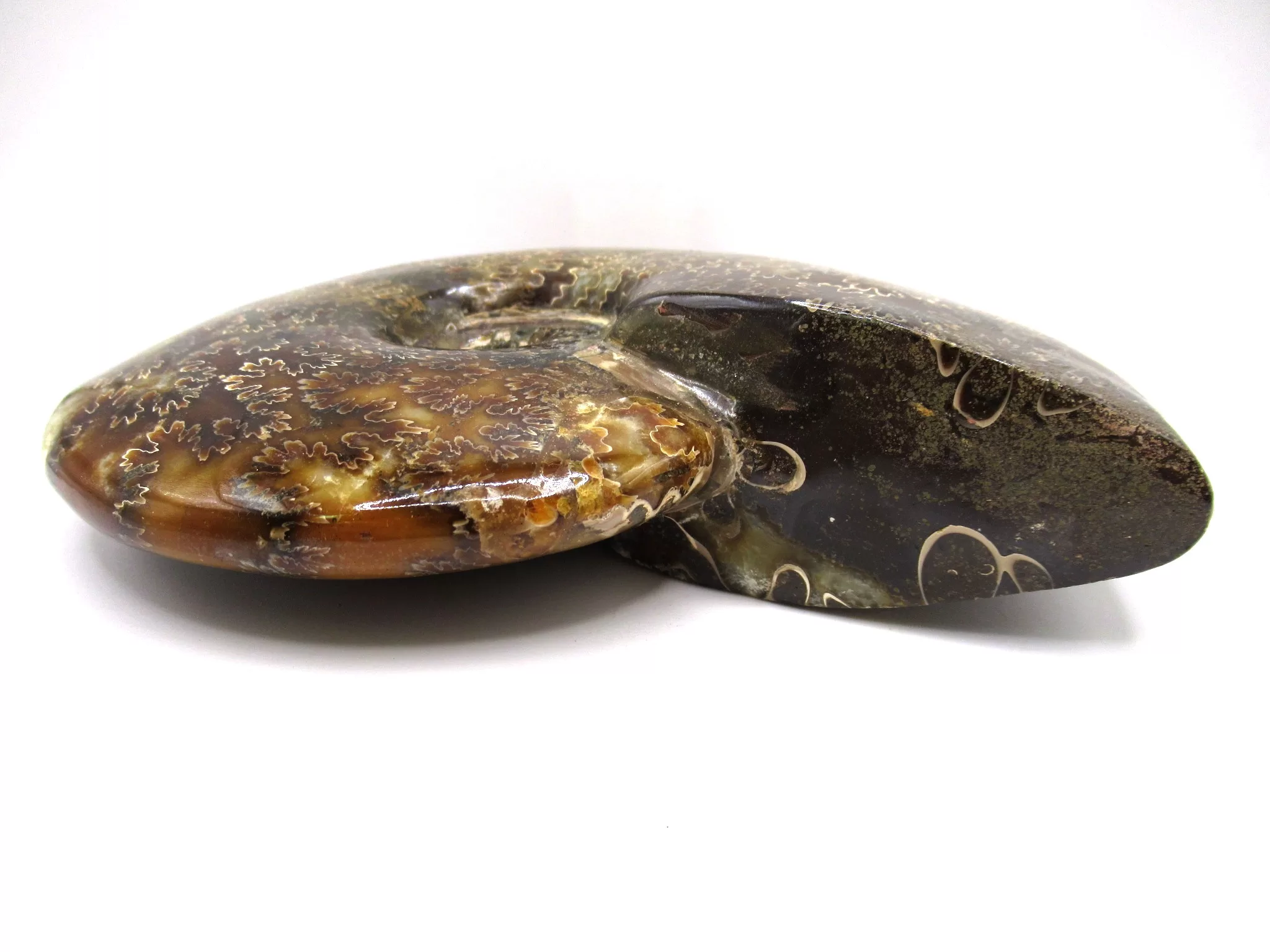 madagascar cretaceous cleoniceras ammonite 20b | Fossils for Sale Genuine Cretaceous Age Cleoniceras Ammonite Fossils for Sale from Madagascar #20b