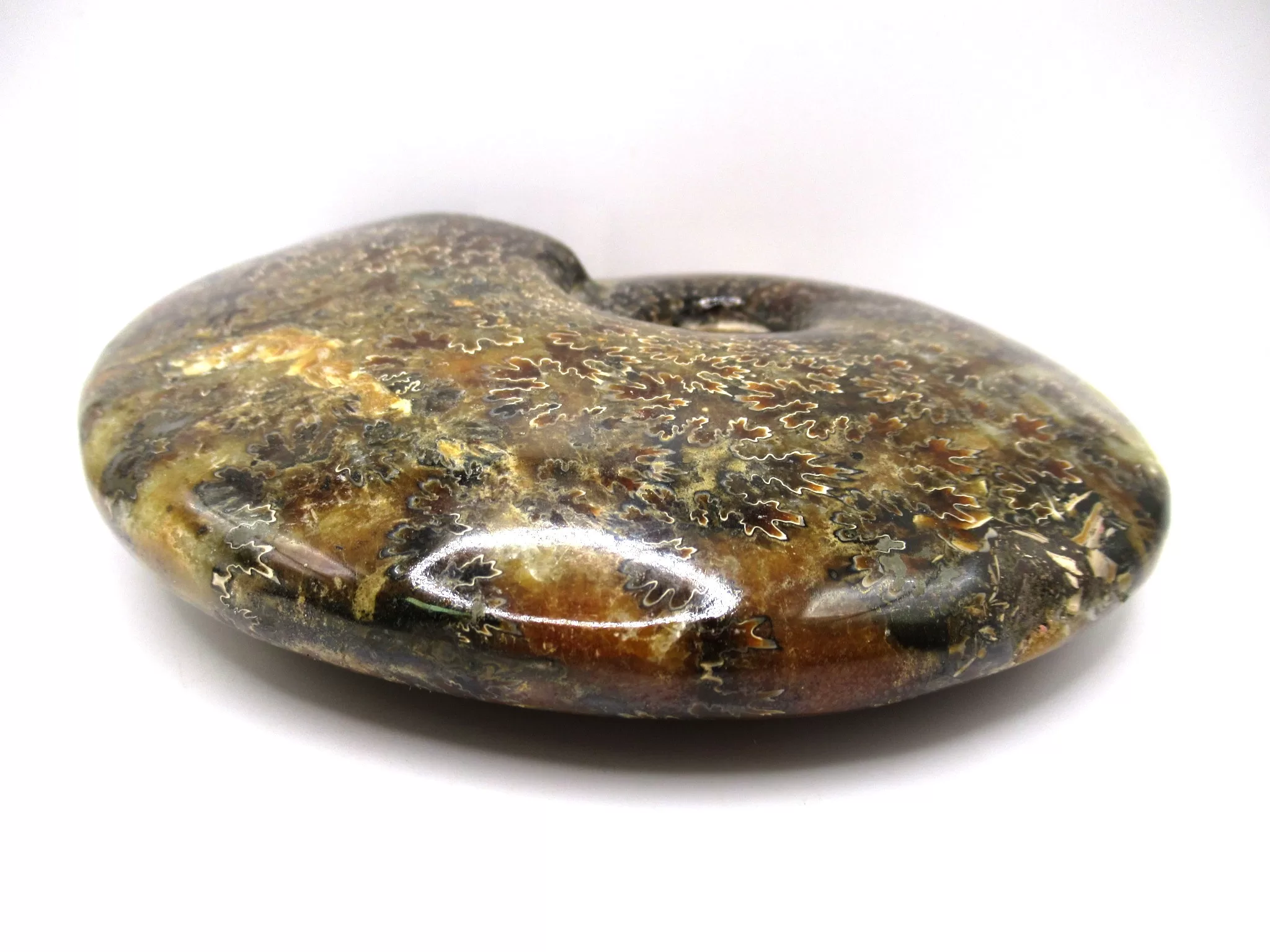 madagascar cretaceous cleoniceras ammonite 20c | Fossils for Sale Genuine Cretaceous Age Cleoniceras Ammonite Fossils for Sale from Madagascar #20c