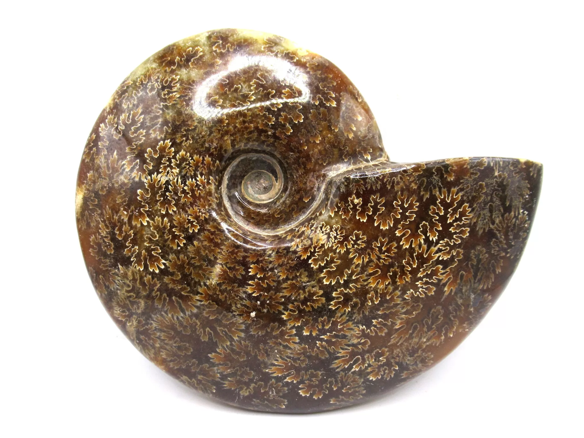 madagascar cretaceous cleoniceras ammonite 24 | Fossils for Sale Genuine Cretaceous Age Cleoniceras Ammonite Fossils for Sale from Madagascar #24