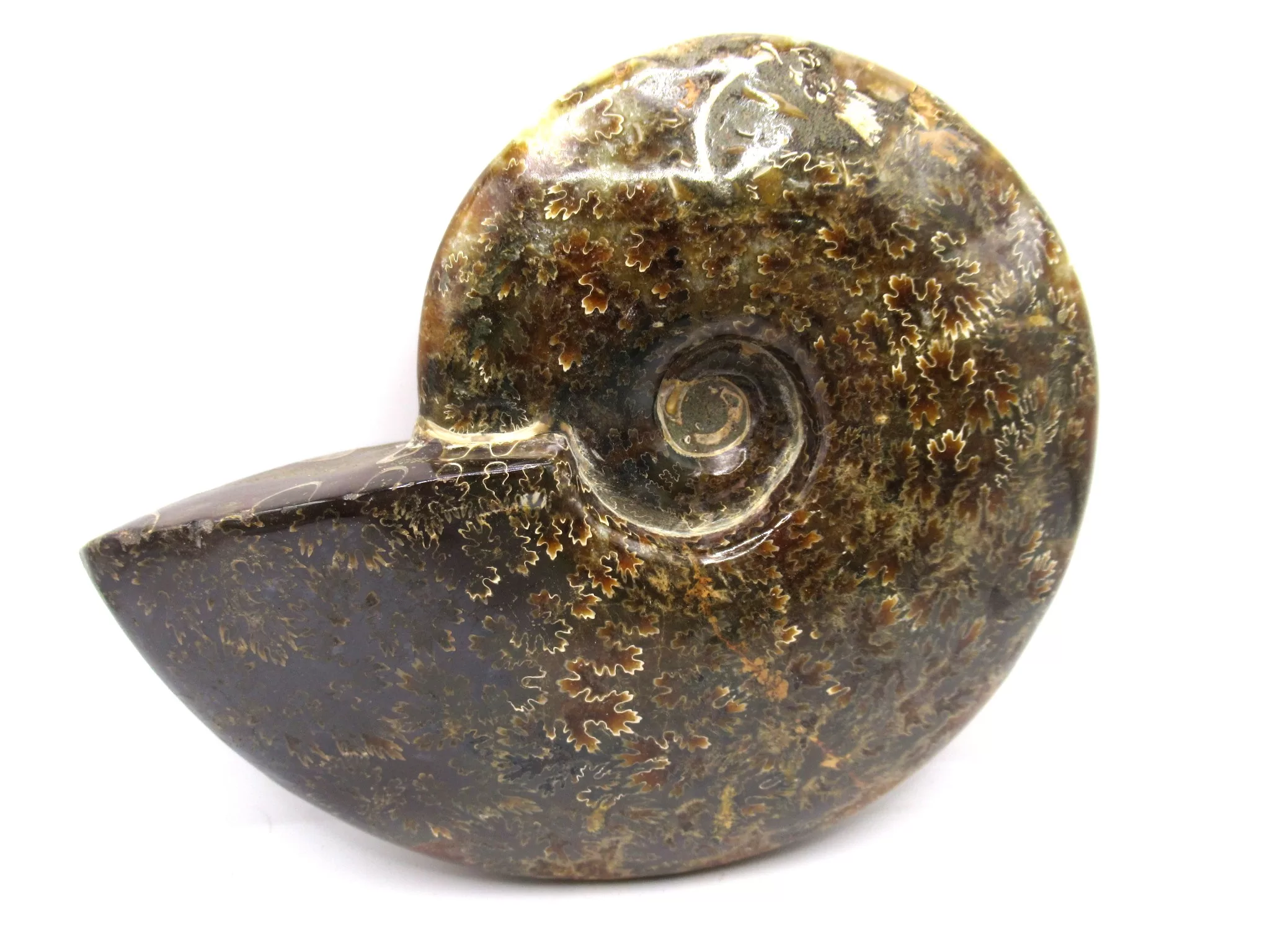 madagascar cretaceous cleoniceras ammonite 24a | Fossils for Sale Genuine Cretaceous Age Cleoniceras Ammonite Fossils for Sale from Madagascar #24a