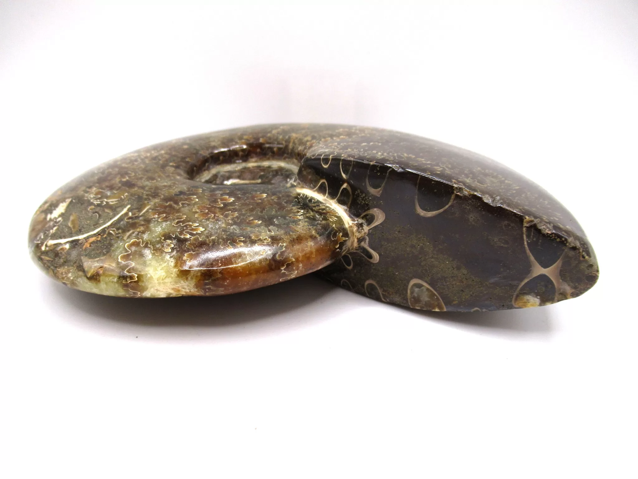 madagascar cretaceous cleoniceras ammonite 24b | Fossils for Sale Genuine Cretaceous Age Cleoniceras Ammonite Fossils for Sale from Madagascar #24b