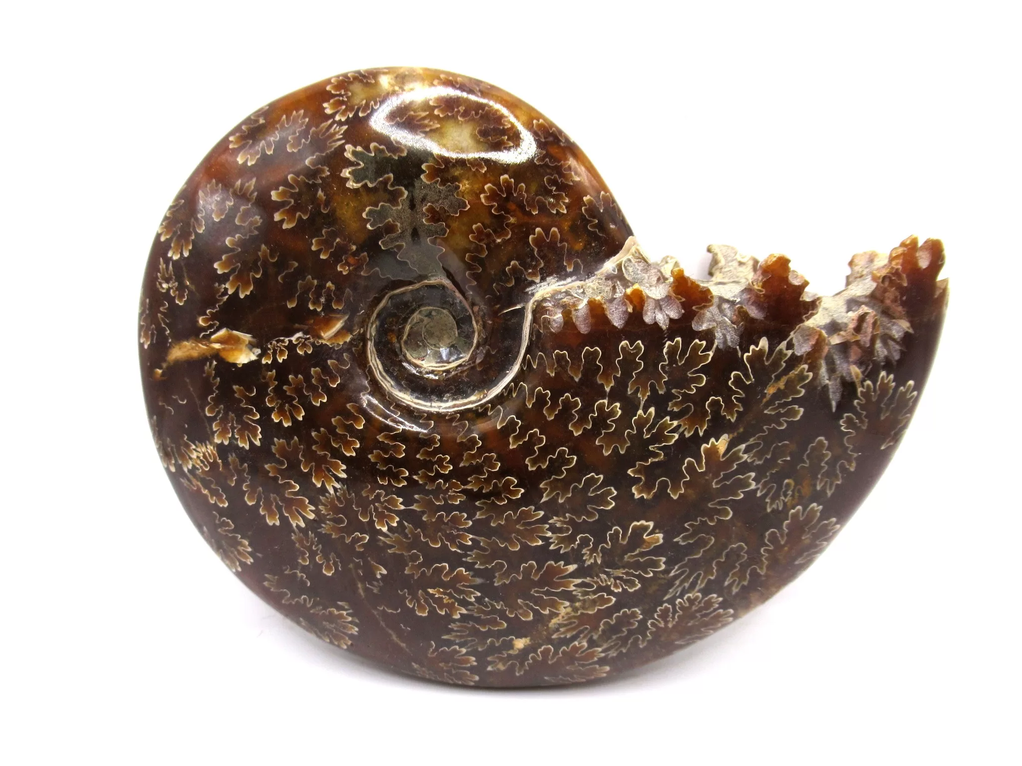 madagascar cretaceous cleoniceras ammonite 2a | Fossils for Sale Genuine Cretaceous Age Cleoniceras Ammonite Fossils for Sale from Madagascar #2a