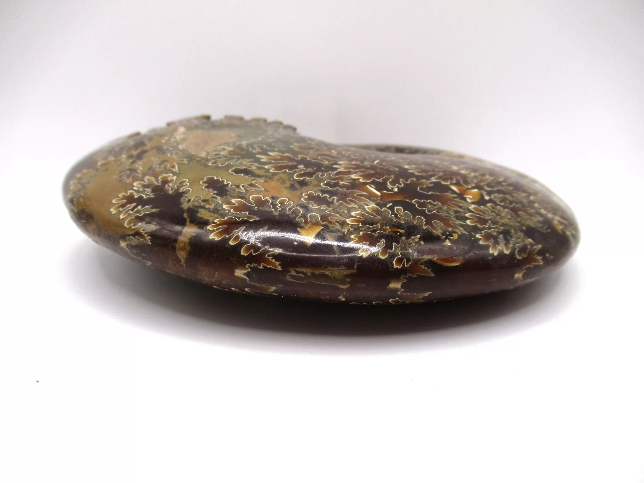 madagascar cretaceous cleoniceras ammonite 2c | Fossils for Sale Genuine Cretaceous Age Cleoniceras Ammonite Fossils for Sale from Madagascar #2c