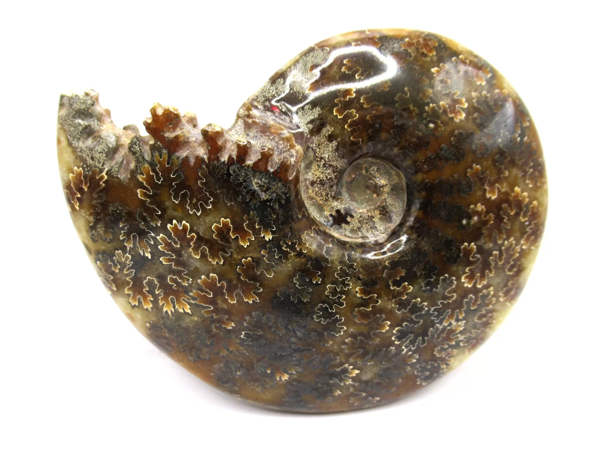 madagascar cretaceous cleoniceras ammonite 3 | Fossils for Sale Genuine Cretaceous Age Cleoniceras Ammonite Fossils for Sale from Madagascar #3