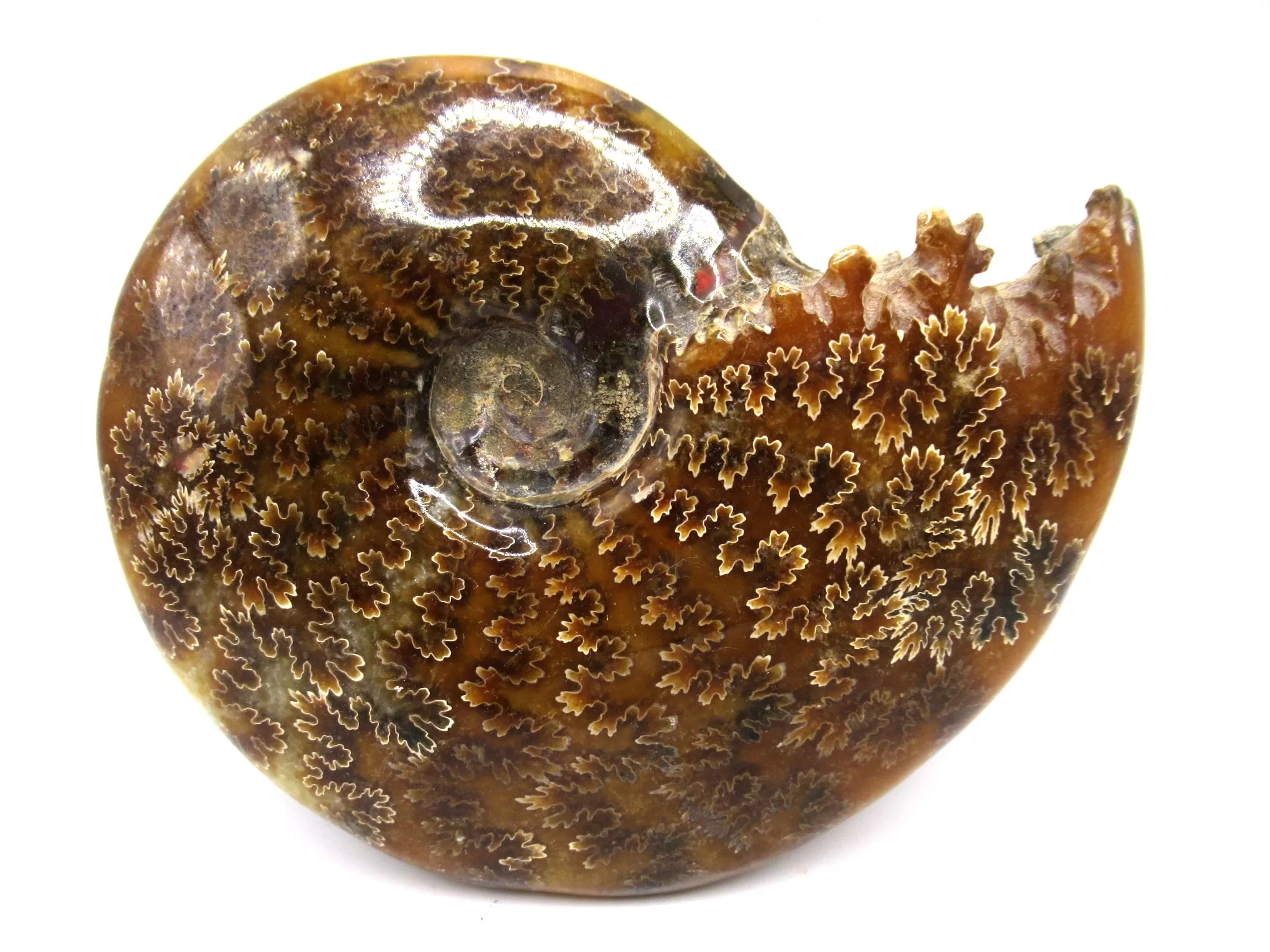 madagascar cretaceous cleoniceras ammonite 3a | Fossils for Sale Genuine Cretaceous Age Cleoniceras Ammonite Fossils for Sale from Madagascar #3a
