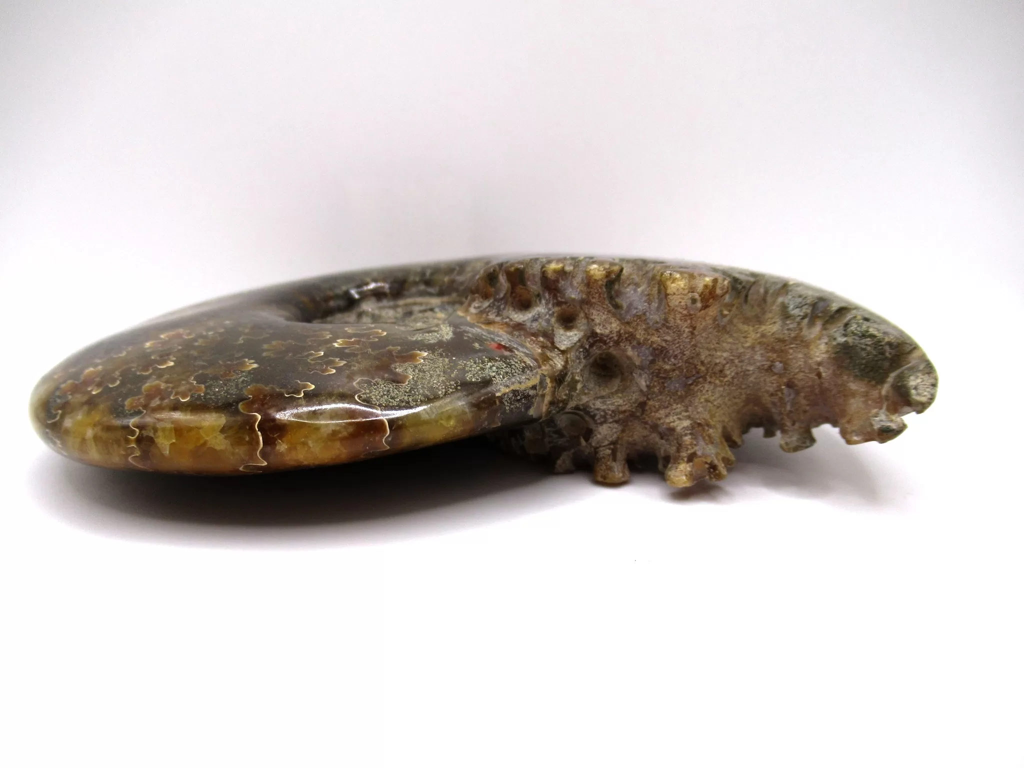 madagascar cretaceous cleoniceras ammonite 3b | Fossils for Sale Genuine Cretaceous Age Cleoniceras Ammonite Fossils for Sale from Madagascar #3b