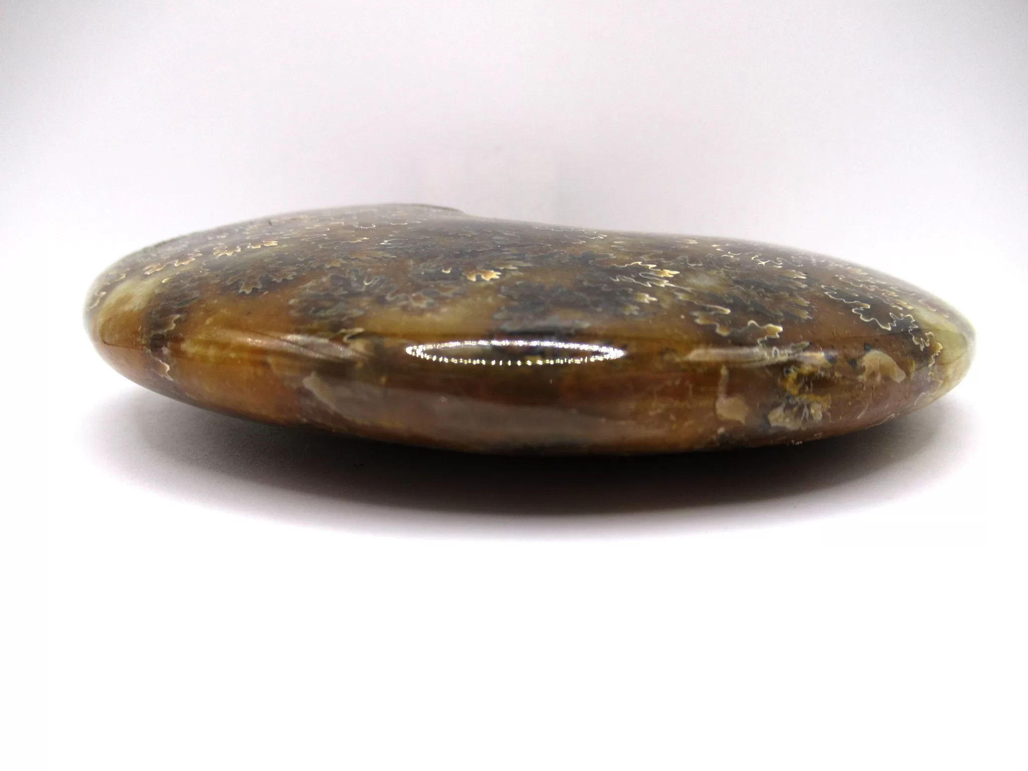 madagascar cretaceous cleoniceras ammonite 3c | Fossils for Sale Genuine Cretaceous Age Cleoniceras Ammonite Fossils for Sale from Madagascar #3c