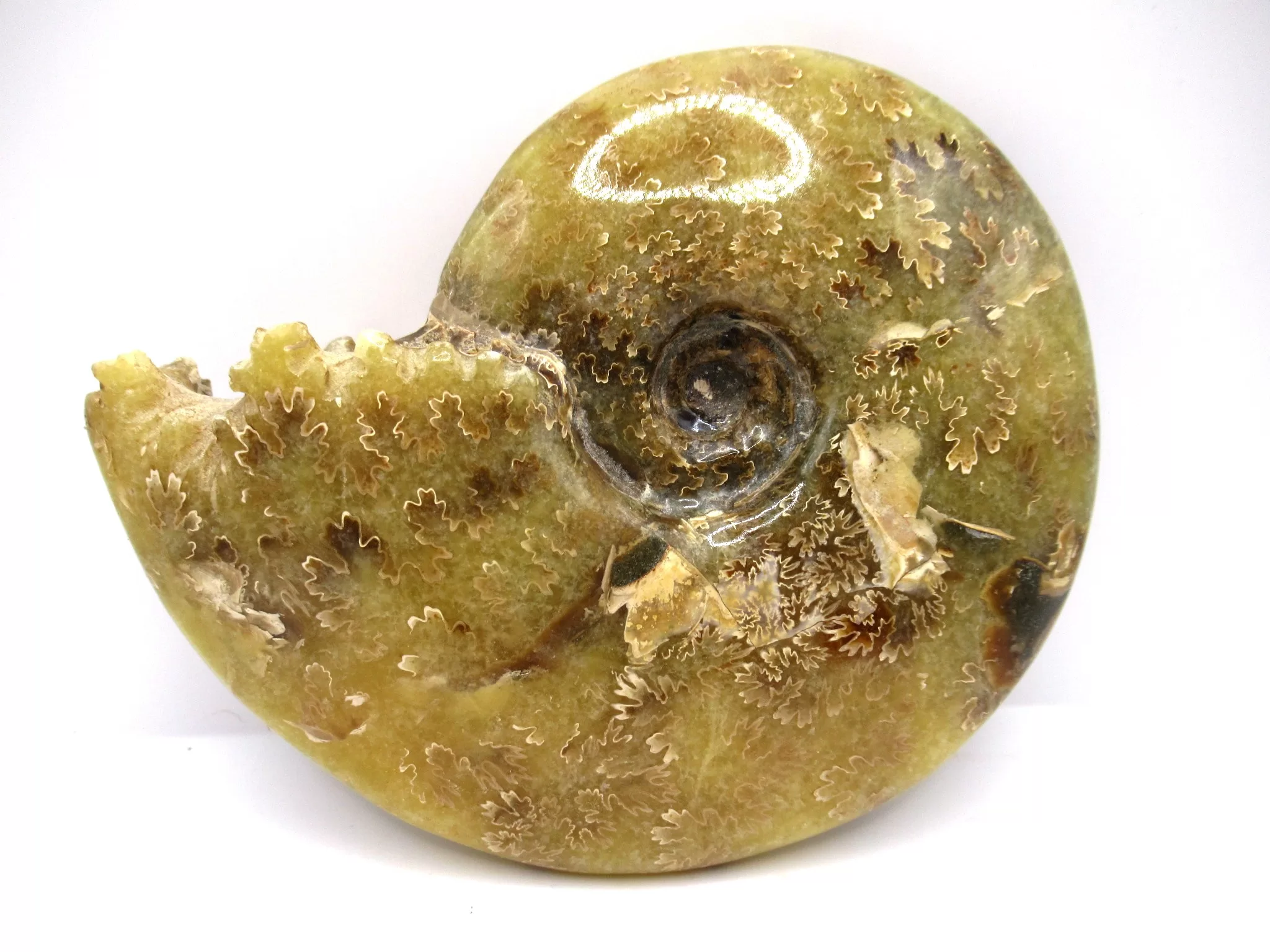 madagascar cretaceous cleoniceras ammonite 4 | Fossils for Sale Genuine Cretaceous Age Cleoniceras Ammonite Fossils for Sale from Madagascar #4