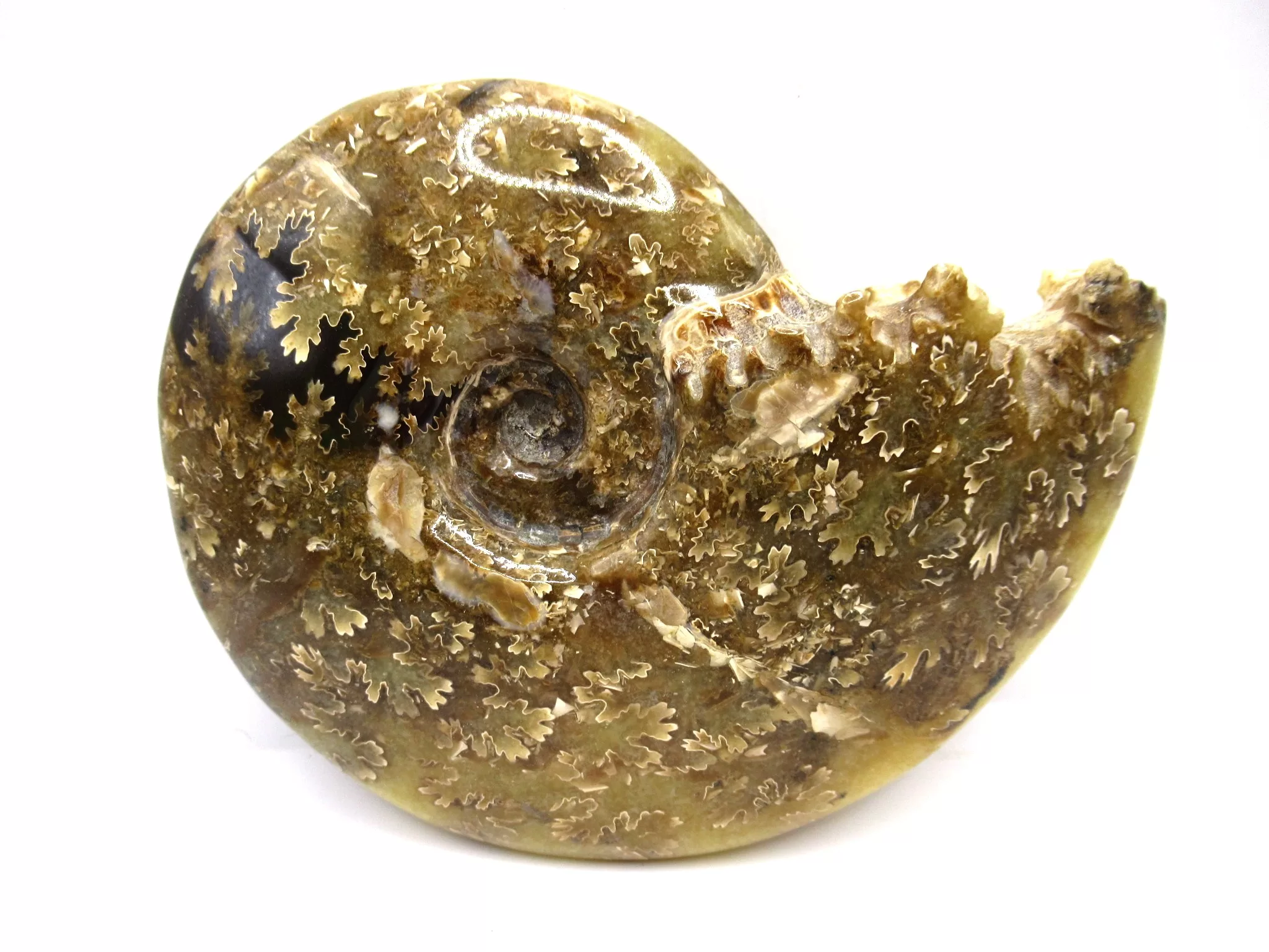 madagascar cretaceous cleoniceras ammonite 4a | Fossils for Sale Genuine Cretaceous Age Cleoniceras Ammonite Fossils for Sale from Madagascar #4a