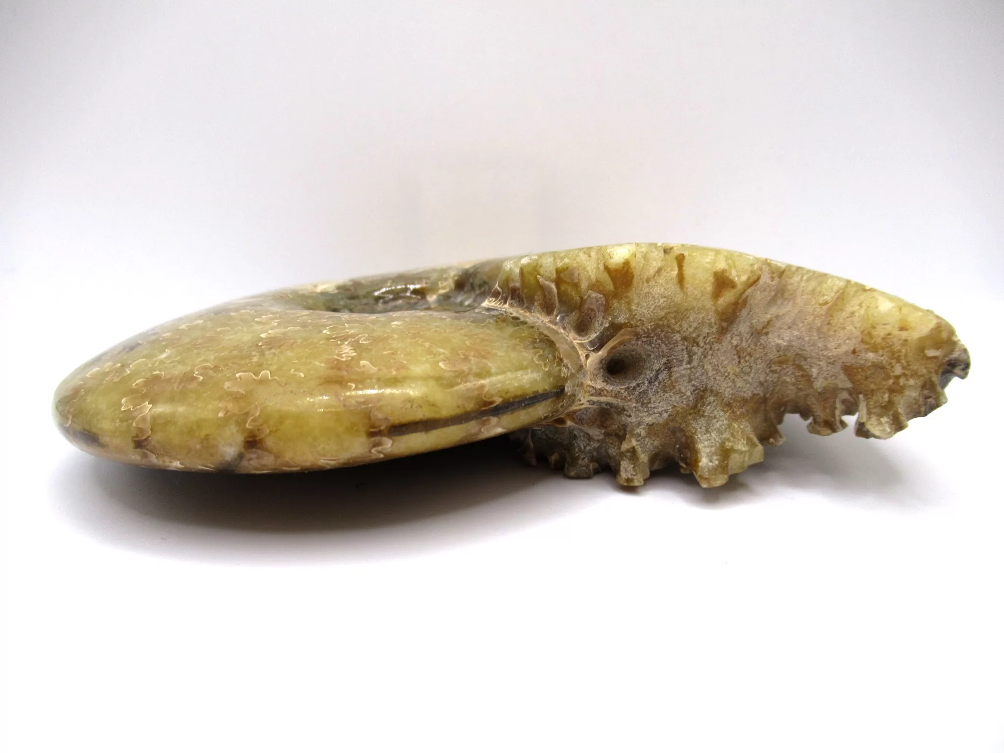 madagascar cretaceous cleoniceras ammonite 4b | Fossils for Sale Genuine Cretaceous Age Cleoniceras Ammonite Fossils for Sale from Madagascar #4b