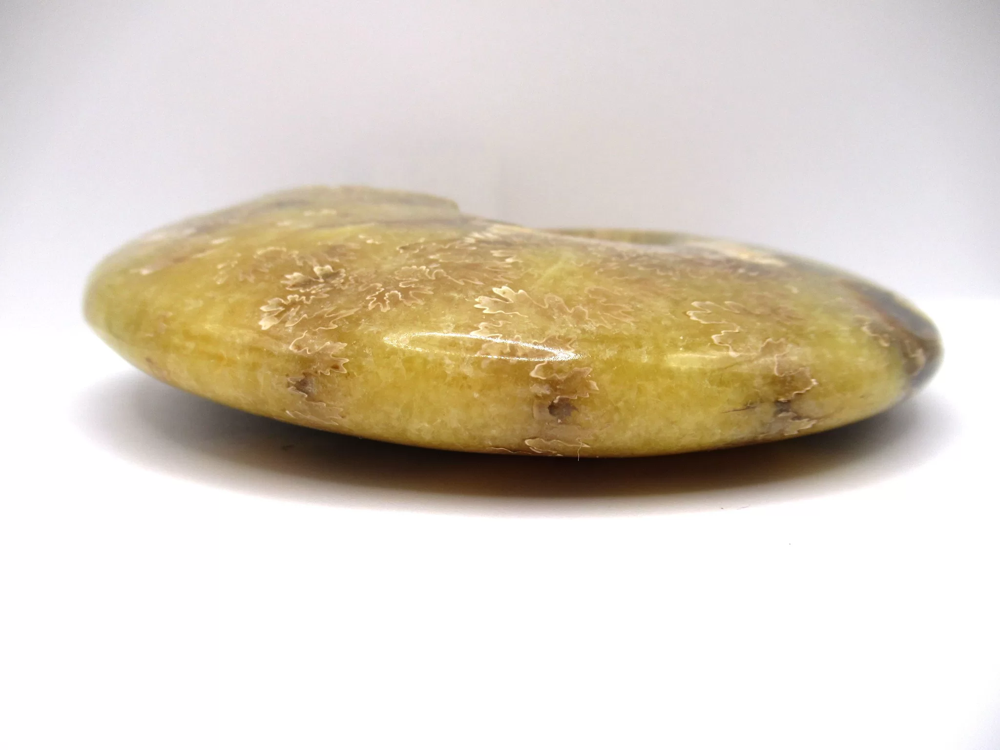 madagascar cretaceous cleoniceras ammonite 4c | Fossils for Sale Genuine Cretaceous Age Cleoniceras Ammonite Fossils for Sale from Madagascar #4c