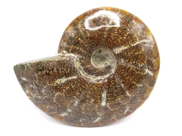 Genuine Cretaceous Age Cleoniceras Ammonite Fossils for Sale from Madagascar #9