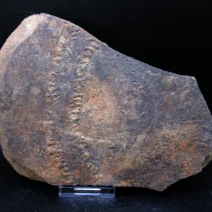 Genuine Cruziana Trilobite Tracks Fossils for Sale from Morocco North Africa #36