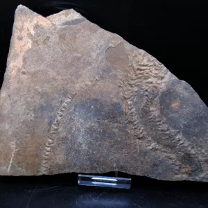 Genuine Cruziana Trilobite Tracks Fossils for Sale from Morocco North Africa #39