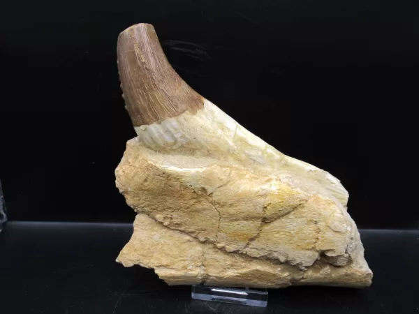 Genuine Basilosaurus Whale Jaw Section Fossils for Sale from Morocco #1