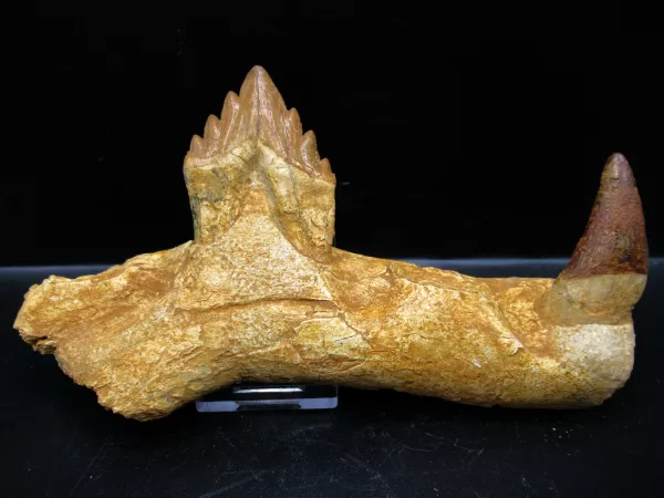 Genuine Basilosaurus Whale Jaw Section Fossils for Sale from Morocco #3