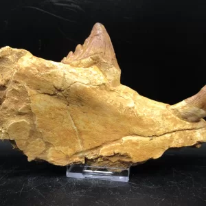 Genuine Basilosaurus Whale Jaw Section Fossils for Sale from Morocco #4