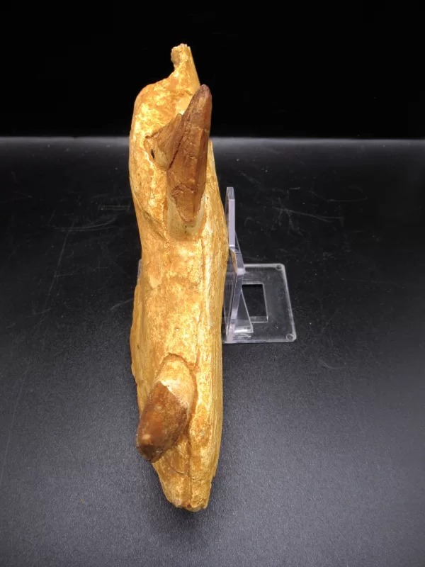 Genuine Basilosaurus Whale Jaw Section Fossils for Sale from Morocco #4c