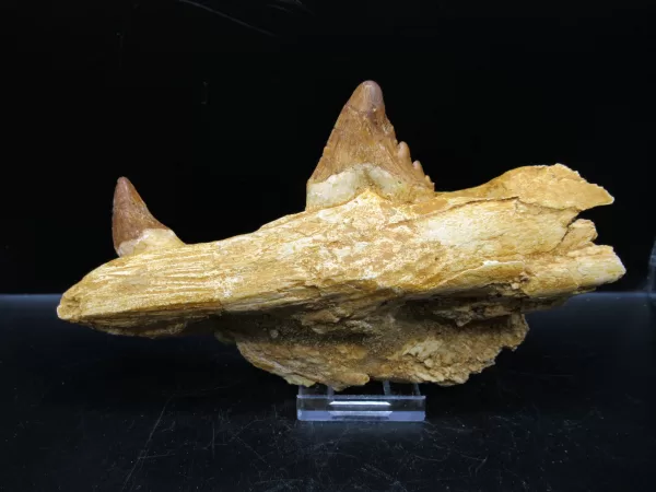 Genuine Basilosaurus Whale Jaw Section Fossils for Sale from Morocco #4d