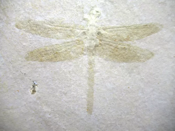 Genuine Jurassic Age Solnhofen Dragonfly for Sale from Germany #23a