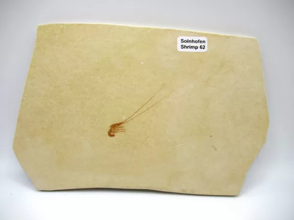 Genuine Jurassic Age Solnhofen Shrimp for Sale from Germany #62