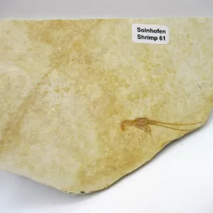 Genuine Jurassic Age Solnhofen Shrimp for Sale from Germany #62