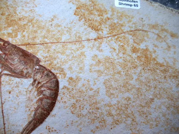 Genuine Jurassic Age Solnhofen Shrimp for Sale from Germany #65c