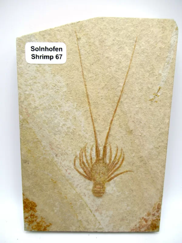 Genuine Jurassic Age Solnhofen Shrimp for Sale from Germany #67