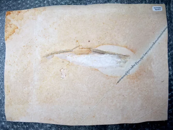 Genuine Jurassic Age Solnhofen Squid for Sale from Germany #6